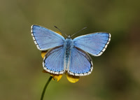 Adonis Blue Polyommatus bellargus