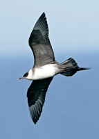 Arctic Skua Stercorarius parasiticus