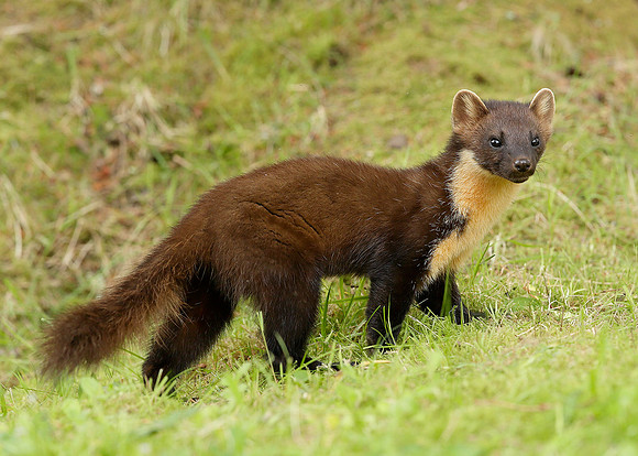 Pine Marten Martes martes
