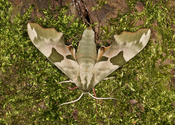 Lime Hawk-moth Mimas tiliae