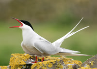 Arctic Tern Sterna paradisaea