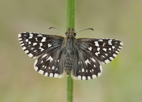 Grizzled Skipper Pyrgus malvae