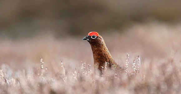 Red Grouse Lagopus lagopus scoticus