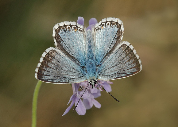 Chalkhill Blue Lysandra coridon