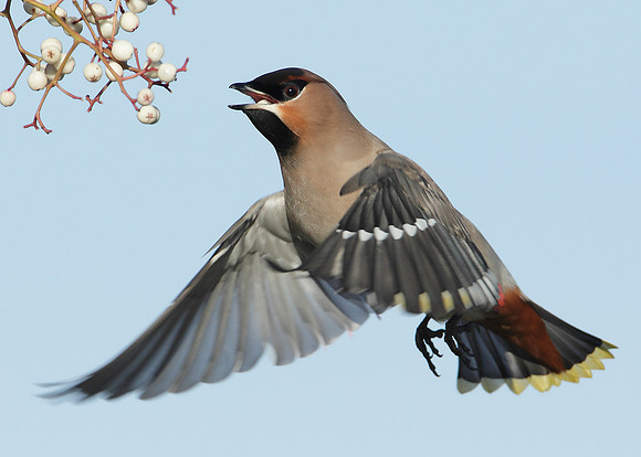 Waxwing Bombycilla garrulus
