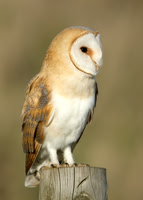 Barn Owl Tyto alba