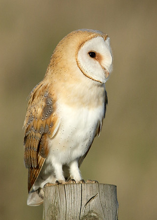 Barn Owl Tyto alba