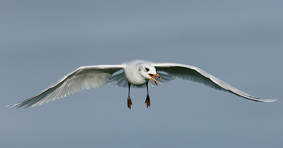 Mediterranean Gull Larus melanocephalus