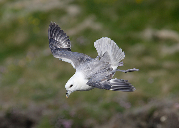 Fulmar Fulmaris glacialis