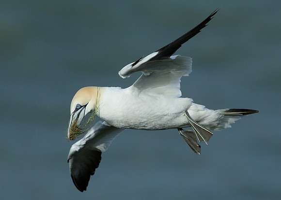 Gannet Morus bassanus