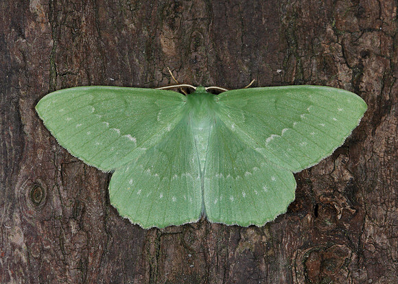 Large Emerald Geometra papilionaria