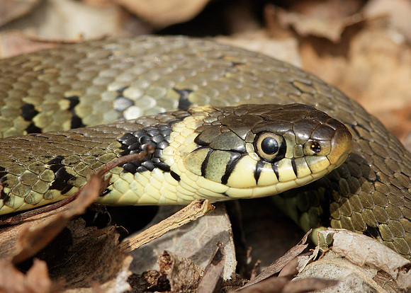 Grass Snake Natrix natrix