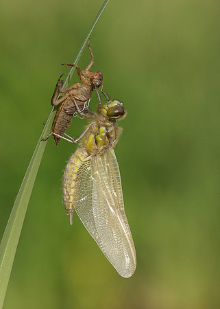 Four-spotted Chaser Libellula quadrimaculata emerging