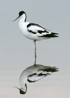 Avocet Recurvirostra avosetta