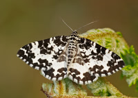Argent & Sable Rheumaptera hastata