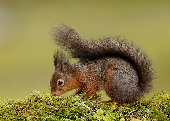 Red Squirrel Sciurus vulgaris