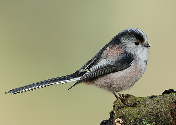 Long-tailed Tit Aegithalos caudatus