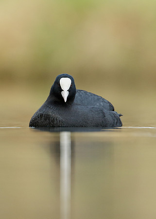 Coot Fulica atra