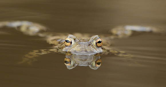 Common Toad Bufo bufo