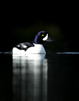 Barrow's Goldeneye Bucephala islandica