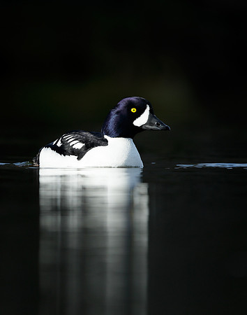 Barrow's Goldeneye Bucephala islandica