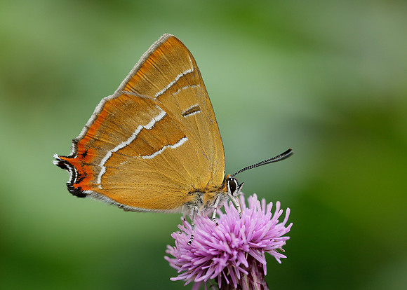 Brown Hairstreak Thecla betulae