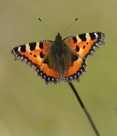 Small Tortoiseshell Aglais urticae