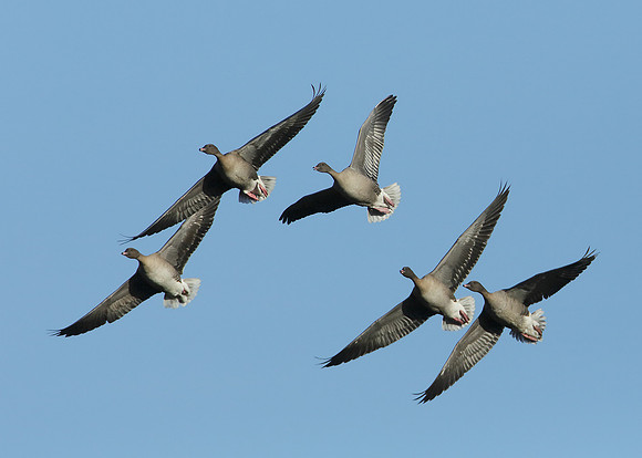 Pink-footed Goose Anser brachyrhynchus