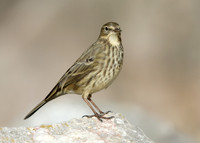Rock Pipit Anthus petrosus