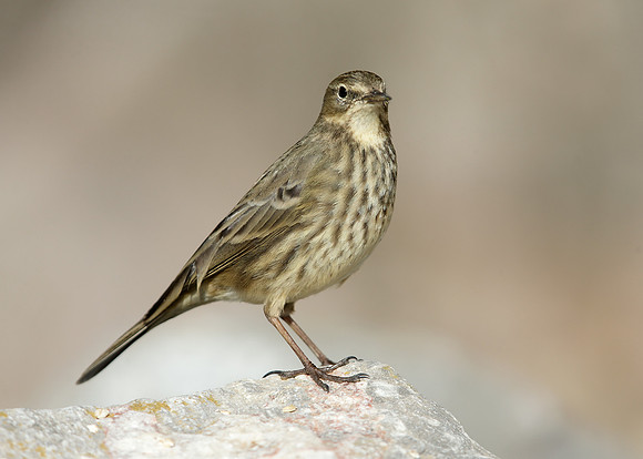 Rock Pipit Anthus petrosus