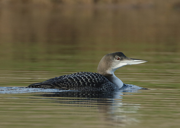 Great Northern Diver Gavia immer