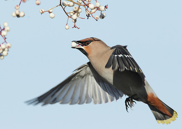 Waxwing Bombycilla garrulus