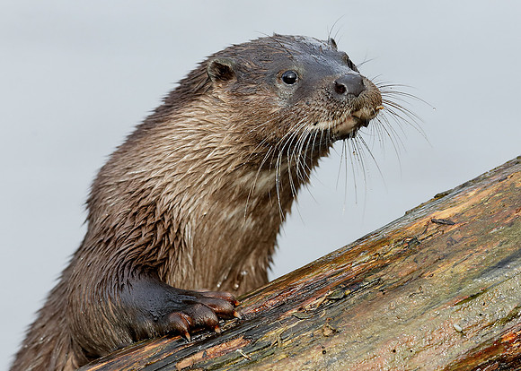 Otter