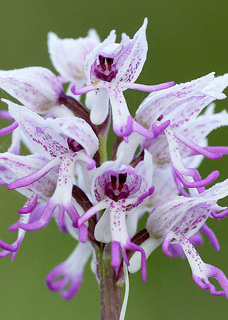 Monkey Orchid Orchis simia