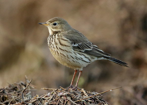 Buff-bellied Pipit
