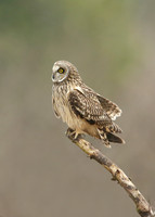 Short-eared Owl Asio flammeus