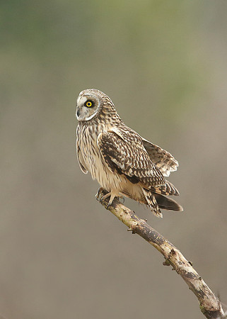 Short-eared Owl Asio flammeus