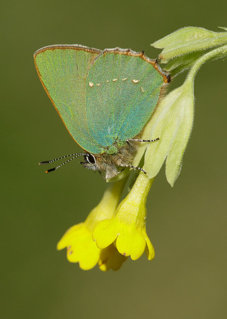 Green Hairstreak Callophrys rubi
