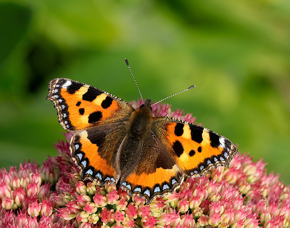Small Tortoiseshell Aglais urticae