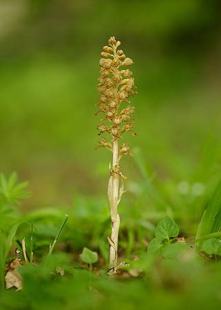 Bird's-nest Orchid Neottia nidus-avis
