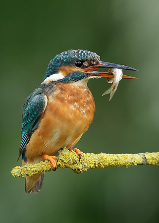 Kingfisher