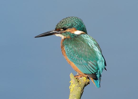 Kingfisher Alcedo atthis