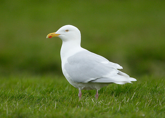 Iceland Gull Larus glaucoides