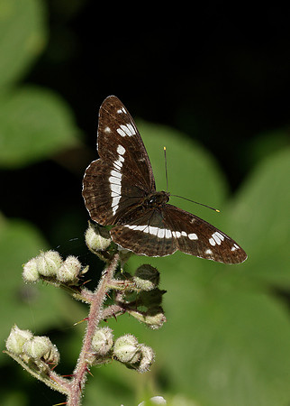 White Admiral Limenitis camilla