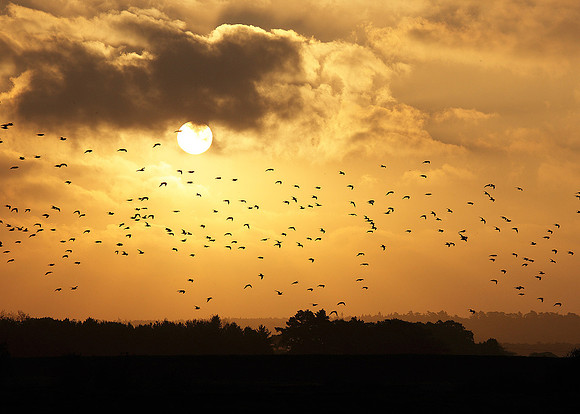 Wader roost at Snettisham
