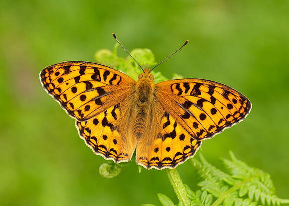 High Brown Fritillary Argynnis adippe