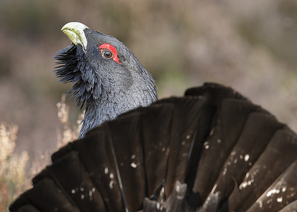 Capercaillie Tetrao urogallus