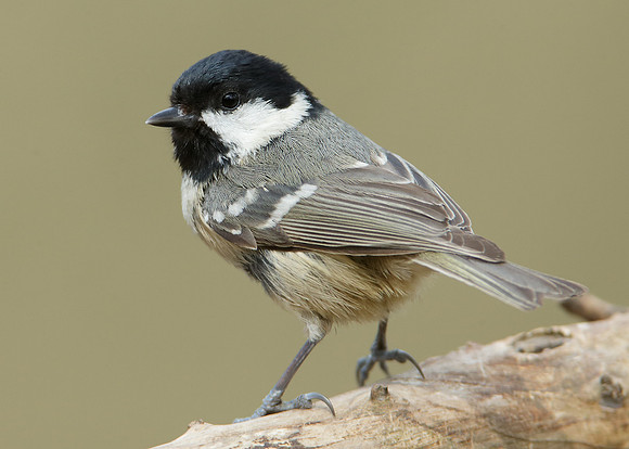Coal Tit