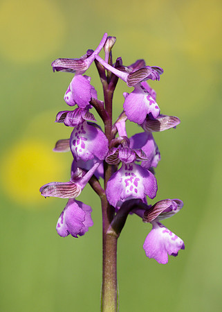 Green-winged Orchid Anacamptis morio