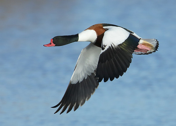 Shelduck Tadorna tadorna